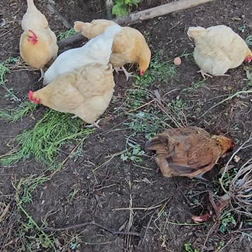 OMC! It's a chicken party! Brownie, Whitey, and Orpington friends! #chickens #party #brownie #shorts