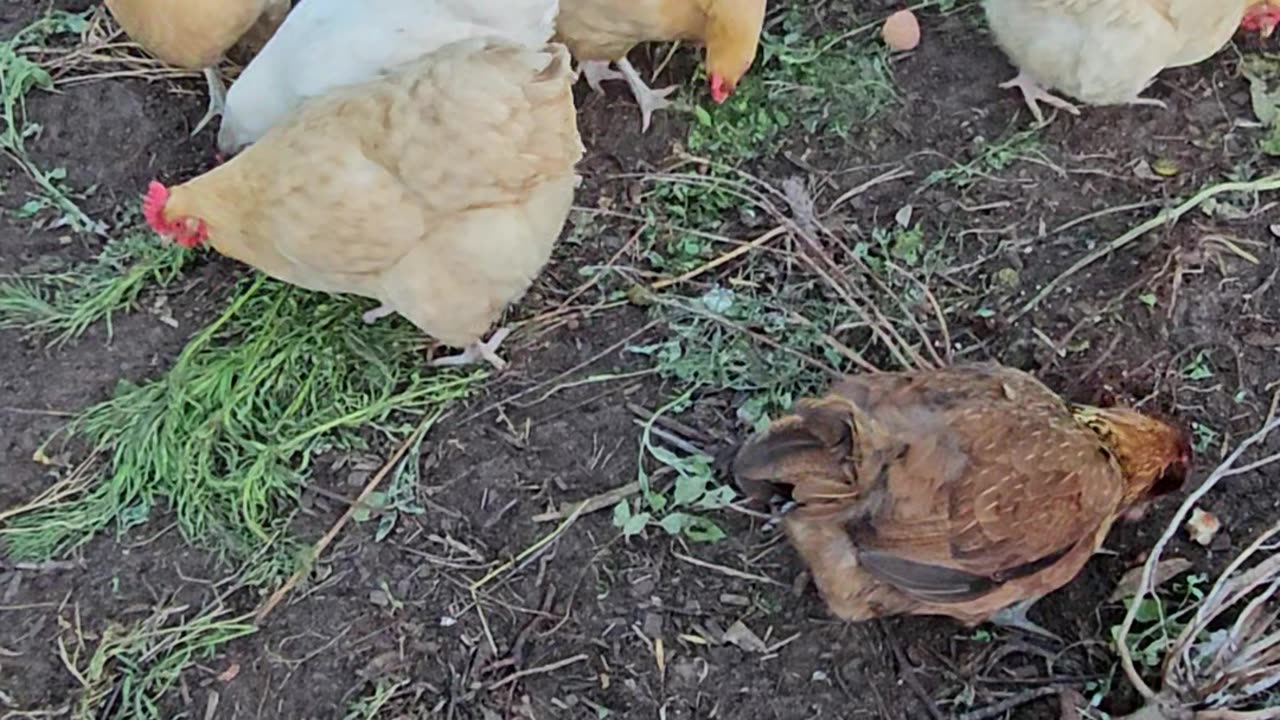 OMC! It's a chicken party! Brownie, Whitey, and Orpington friends! #chickens #party #brownie #shorts