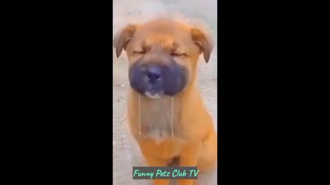 Funny Animal Videos 🤣 Funniest Cats and Dogs Videos 2024 😅