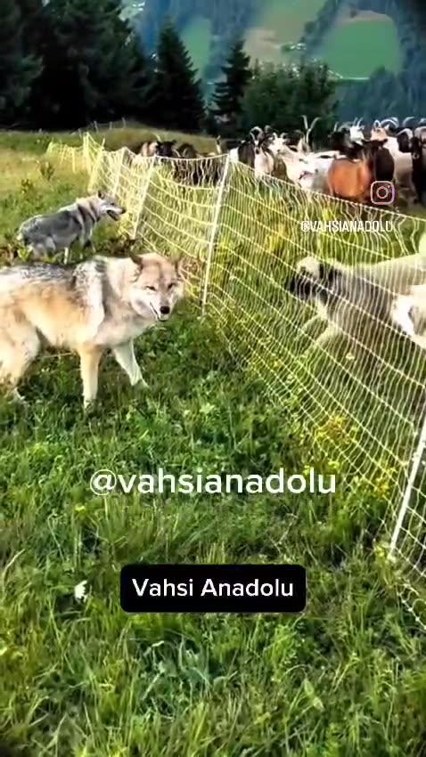 Have you ever seen a dog and a wolf staring each other down, ready to fight? 🐕🐺👀🔥