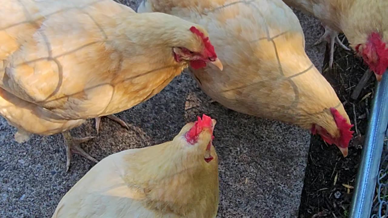 OMC! Saying hello - flock of joy - flock of peace!🐔#hello #flock #peace #joy #shorts #chickens #hen