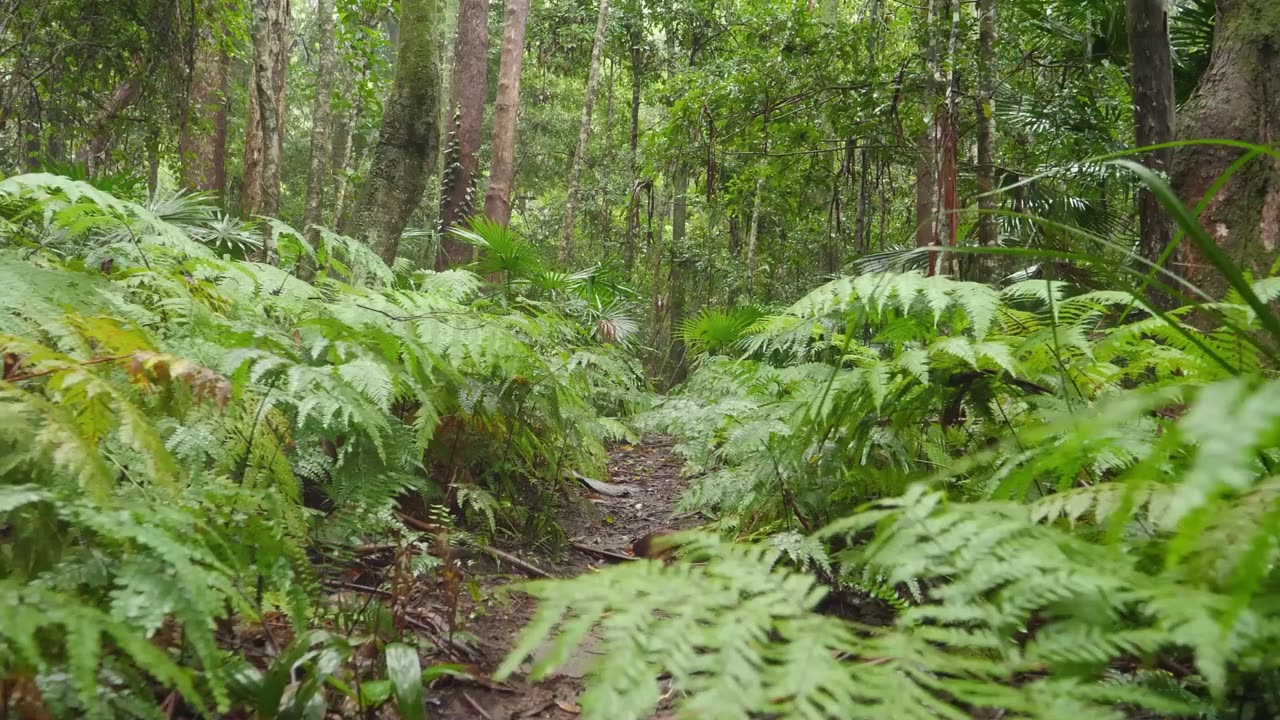 Meet the Rare Tree Kangaroo of New Guinea!