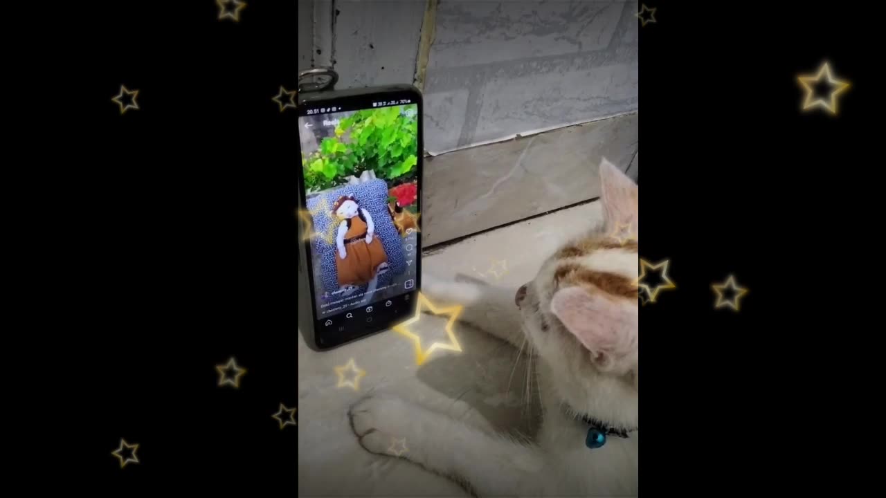 Funny Cat