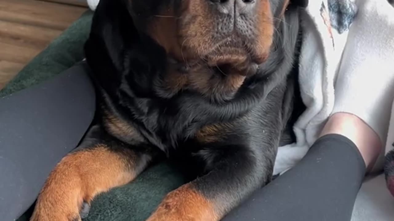 OMG ! this is the best gadget for her, better than scratching