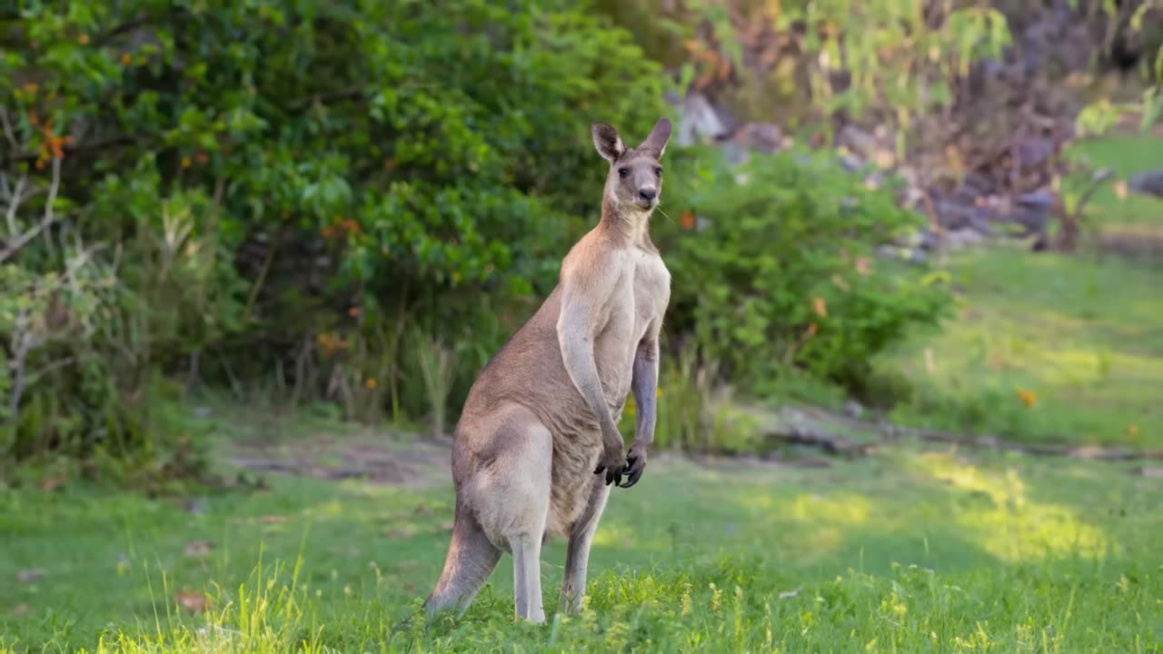 Cutest Baby Animals You Can Legally Own