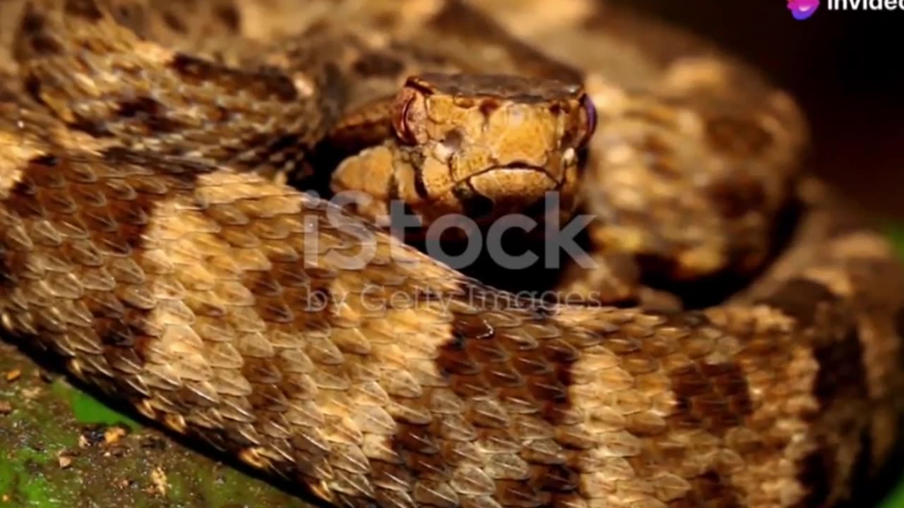 Discover the Secrets of the White Lipped Island Pit Viper #shorts