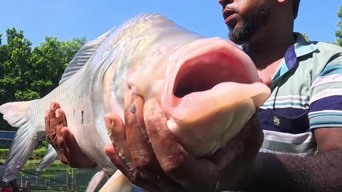 Big Catla Fish Catching #fishing #fishhunt #fish