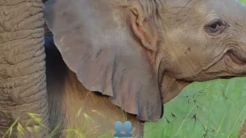 Elephant is a large animal