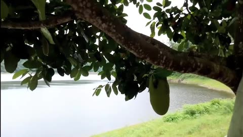 Tree jack fruit in indonesia
