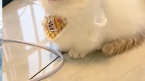 Little Cat Say Something