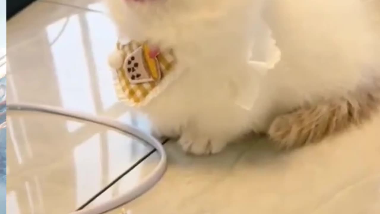 Little Cat Say Something