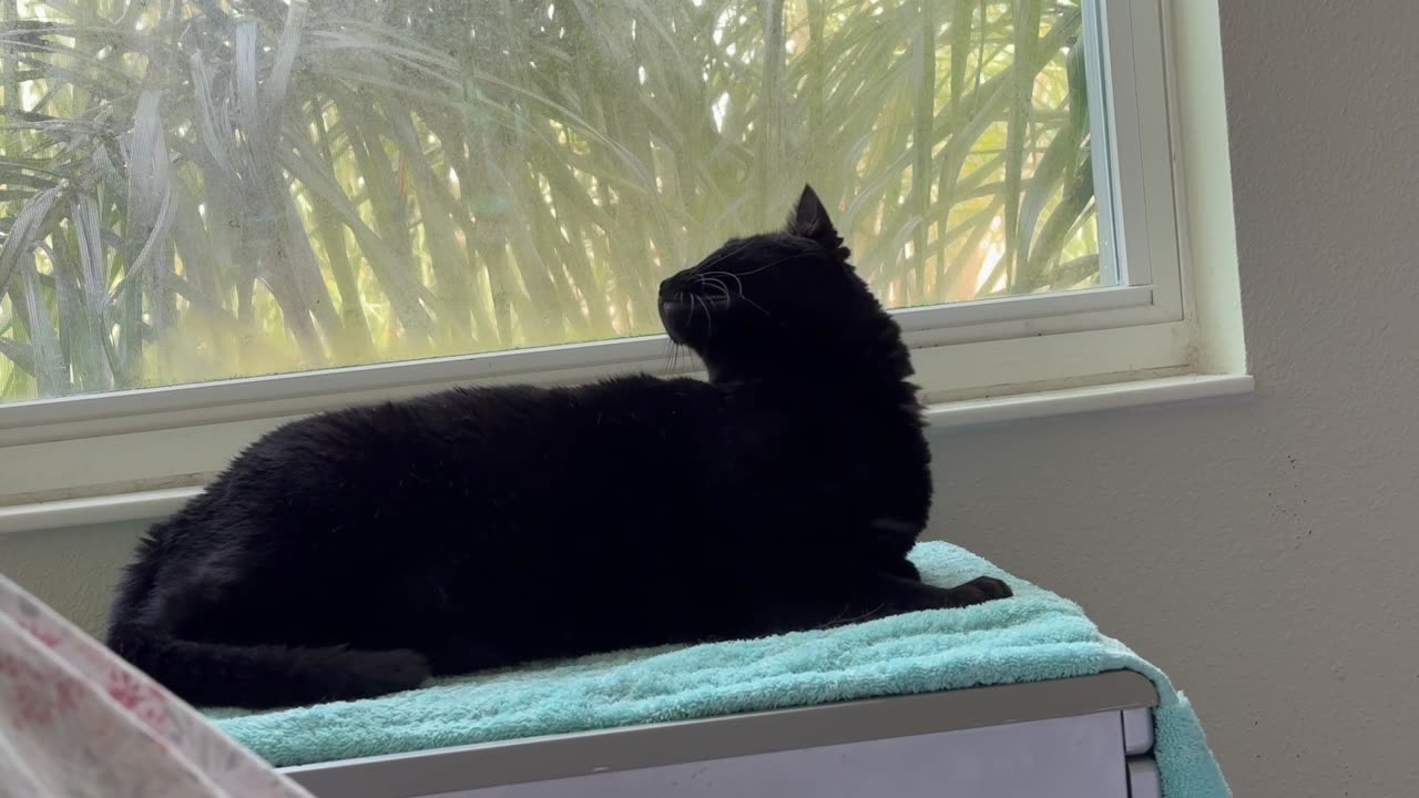 Cute Precious Piper is Worn Out and Rests in Her Spa - Adopting a Cat from a Shelter Vlog