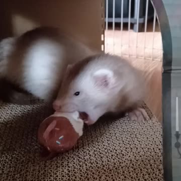 Ferret flashback...baby Romeo!!