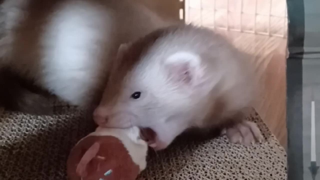 Ferret flashback...baby Romeo!!