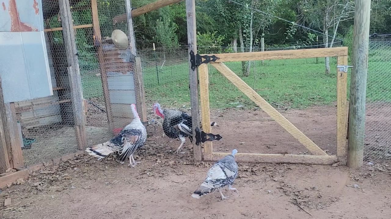 Fighting turkeys and a broken feeder.