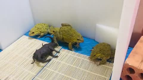 Frog fight everything , kong fu frog 🐸