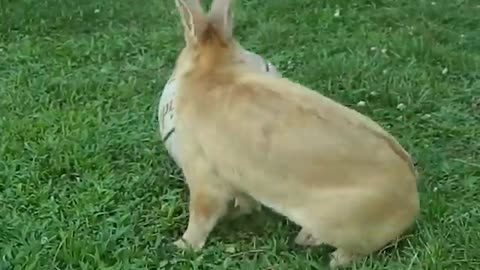 Funny Pet/Animal