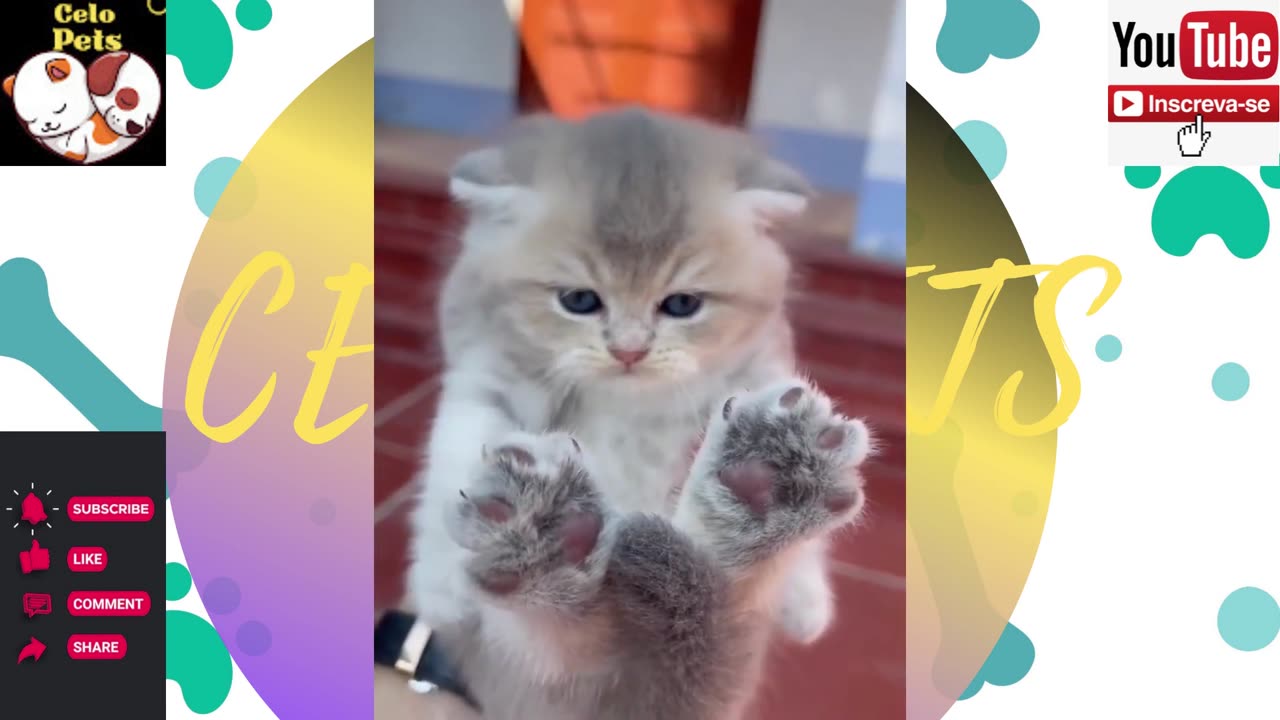 Animais Engraçados Funny Animals Channel 🐶🐱