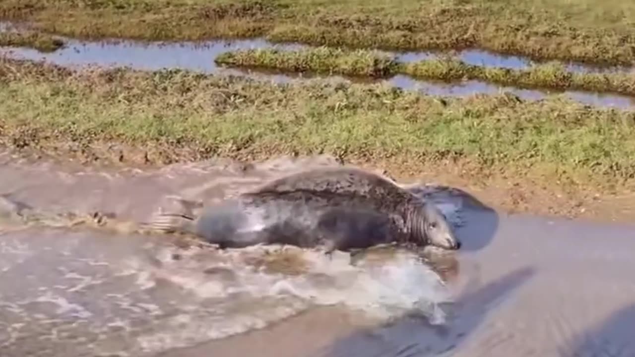 From Gray to Great: The Journey of a Seal