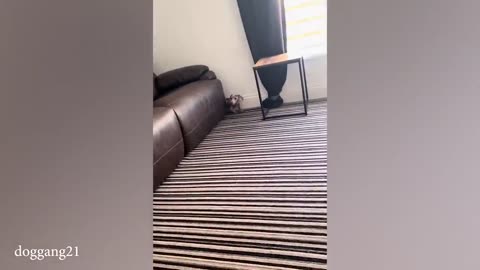 funny dog vidoes