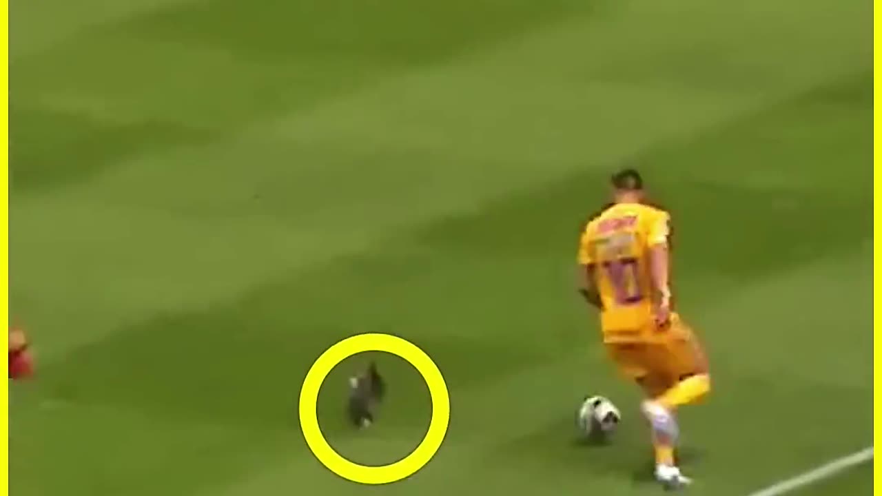 Dog playing a football ⚽ ..ohh my god 😂🤯