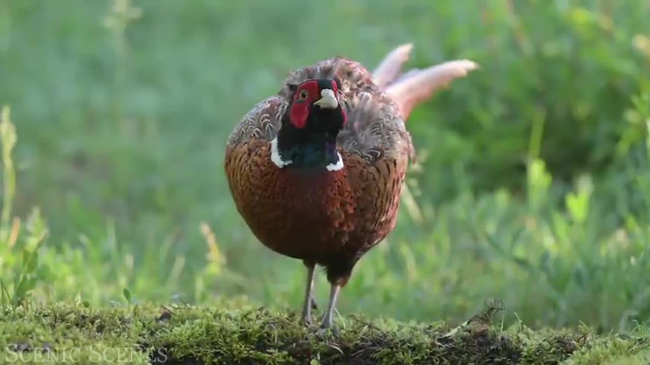 The Most Colorful Birds in nature - Beautiful Birds Sound in the Forest | Scenic Relaxation Film