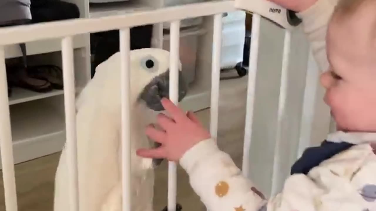 Funny parrot |cockatiel parrot | Funny birds | Funny animals