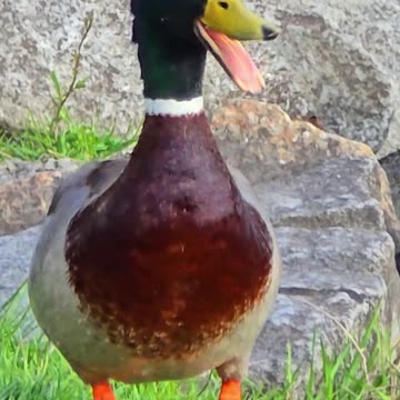 Male duck screaming by the river.
