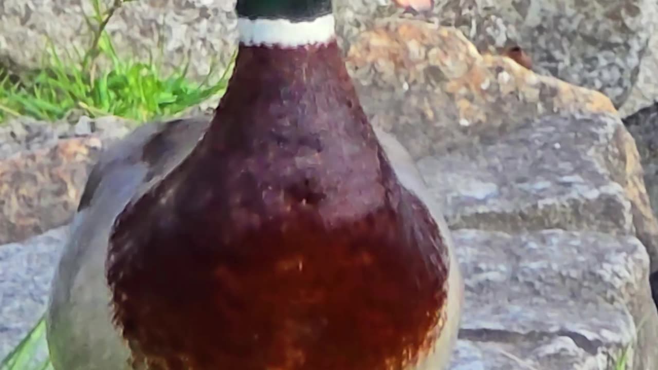 Male duck screaming by the river.