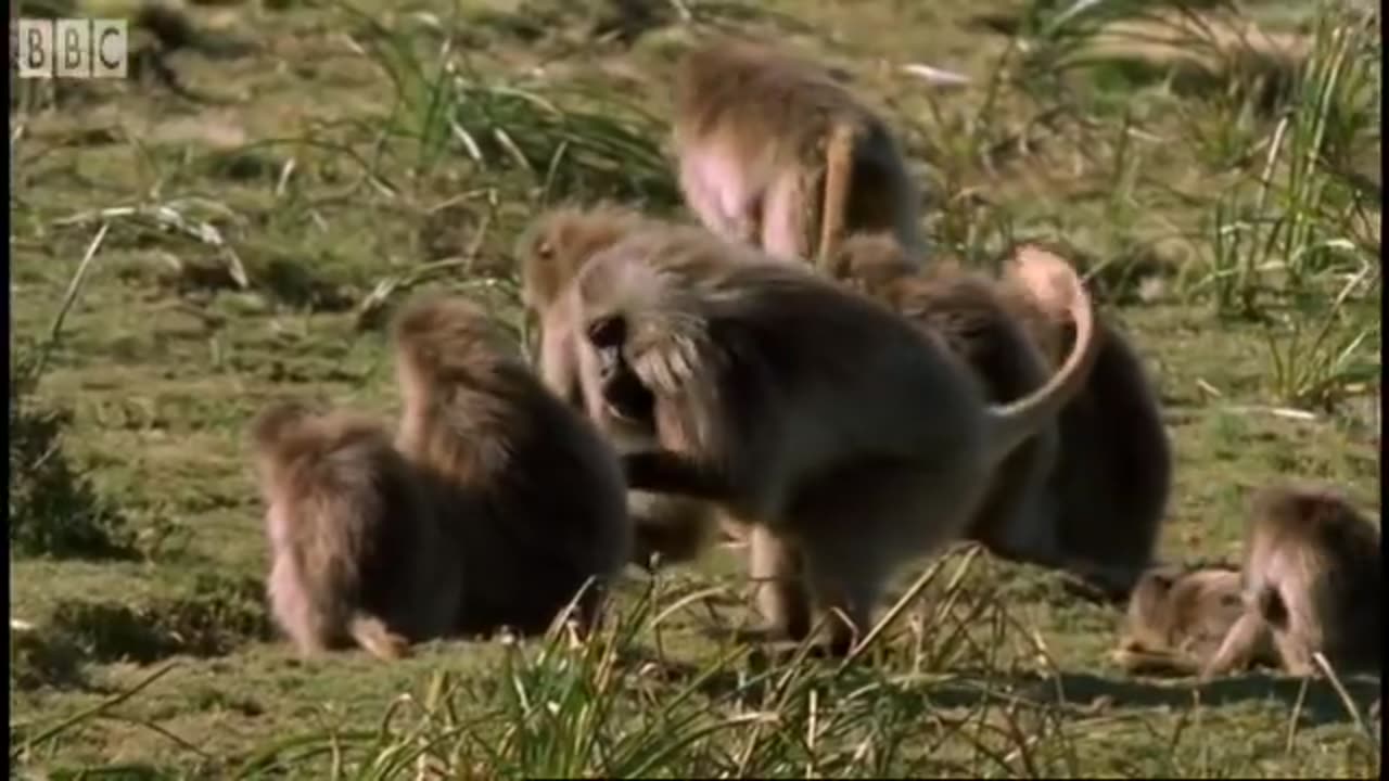 Defending a Monkey Harem | Clever Monkeys | BBC Earth