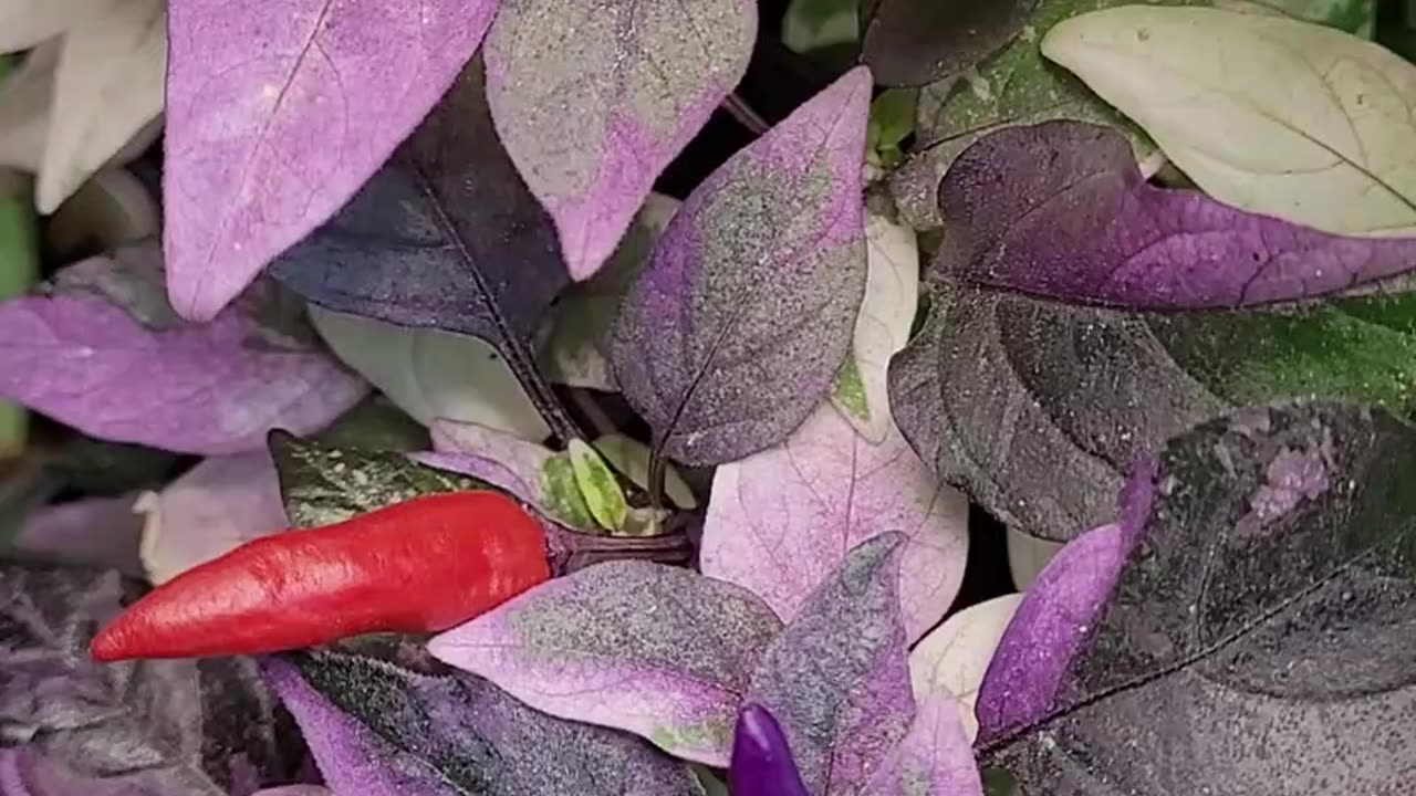 Pepper Plant With Pastel Coloration