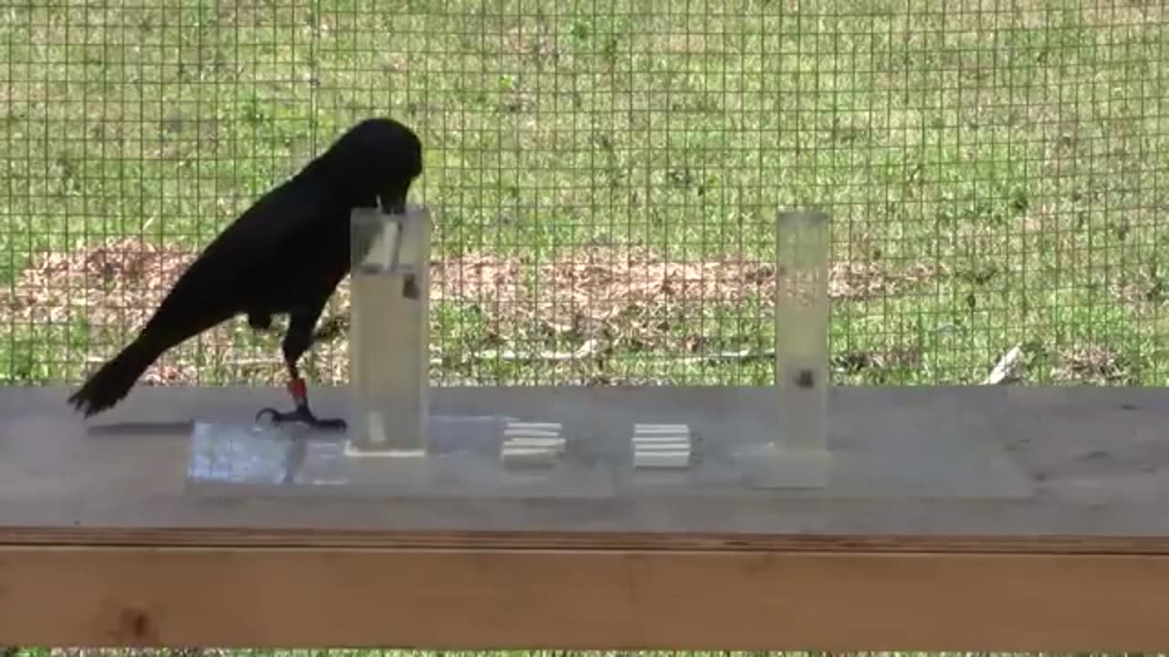 Causal understanding of water displacement by a crow