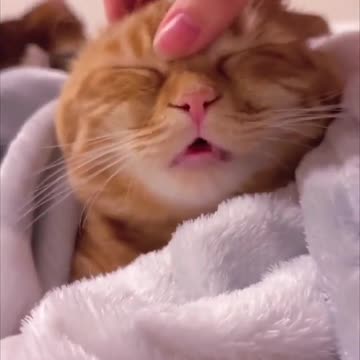 very beautiful cute cat