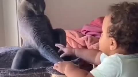 Cat Interacts With Small Human For The 😛1st Time!