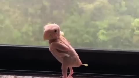 cutest animal in the world!