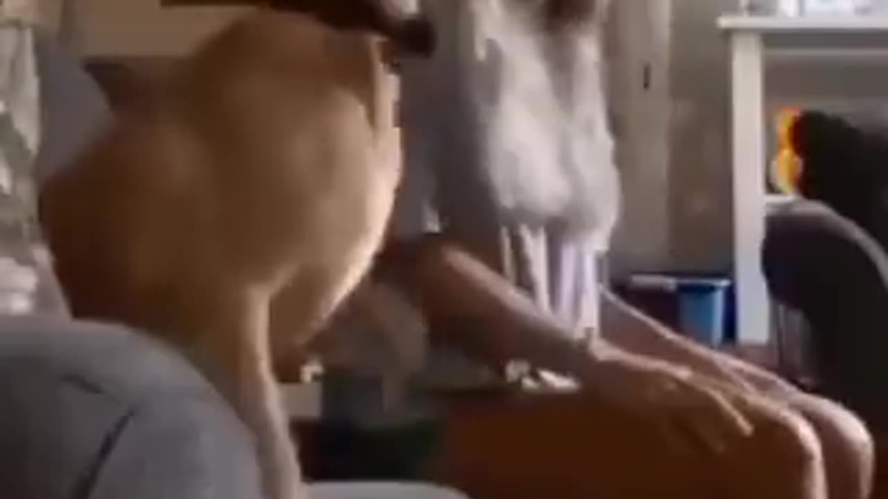 dog watching horror movie