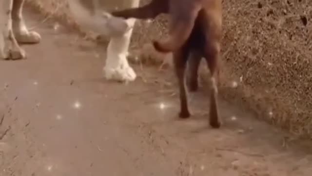 Funny animals video 😂😂