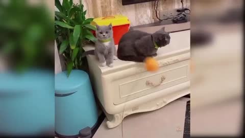 Cat playing with Ball