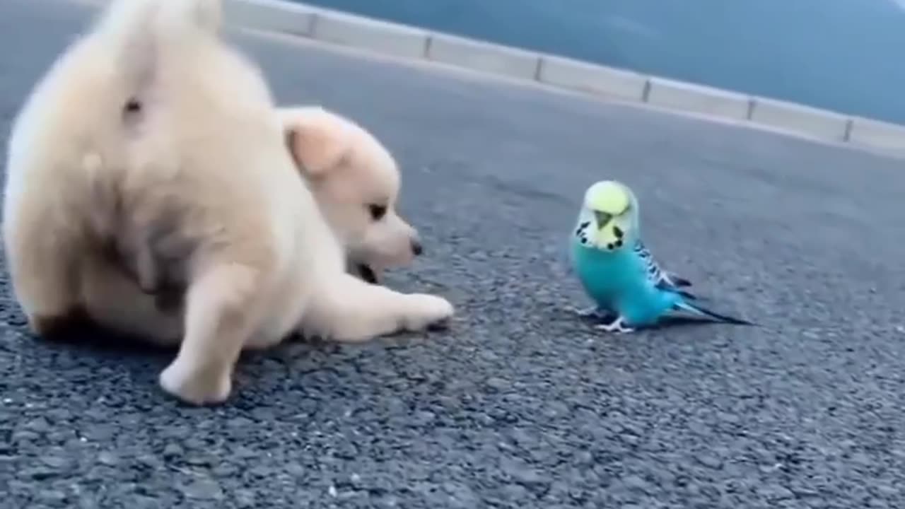 IGREEN ENERGY - Dog that followed bird is adopted