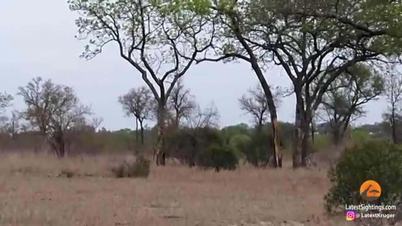 LEOPARD CUB RUNS FOR ITS LIFE FROM HYENA