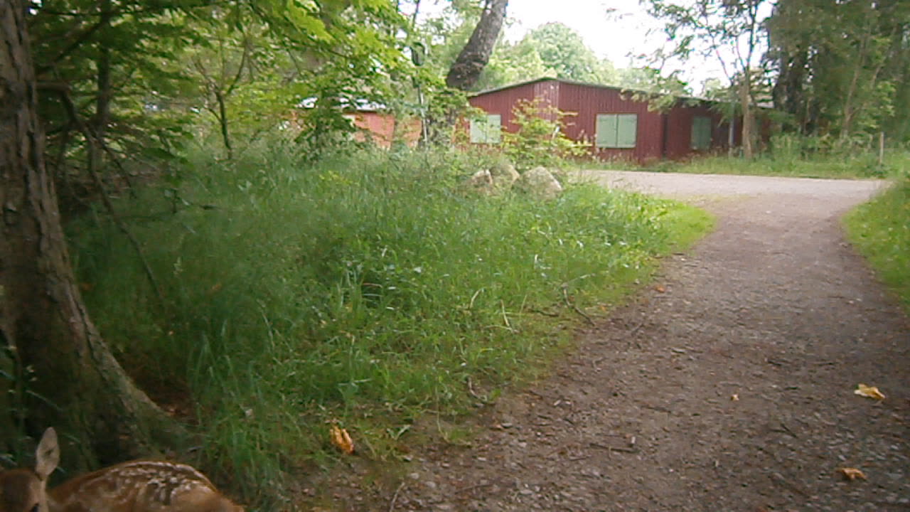 Rådjurskid i Sofiero skog, Helsingborg 11 Juni 2014