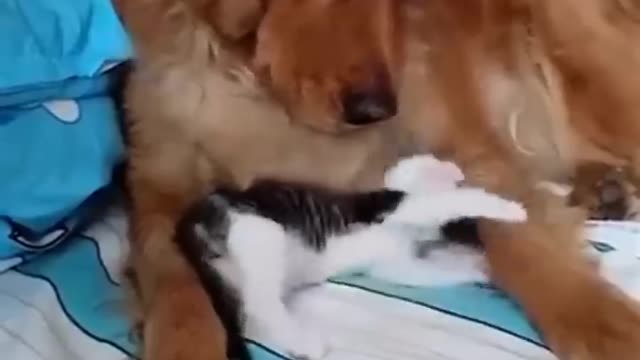 Funniest Cats And Dogs 🐱🐶 Funny Animal Videos 😂