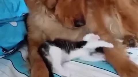 Funniest Cats And Dogs 🐱🐶 Funny Animal Videos 😂