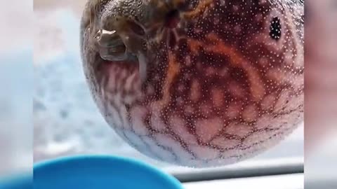 Funny animals compilation. Let me do a bit of bbox. Everyone should see this 😳