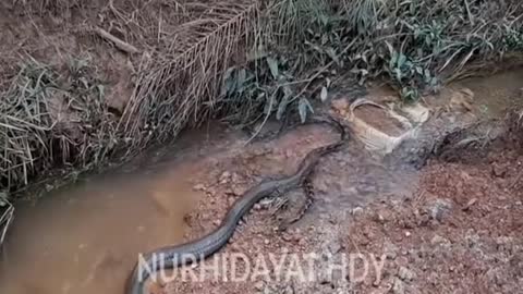 Animal: Snake attempts to eat another snake