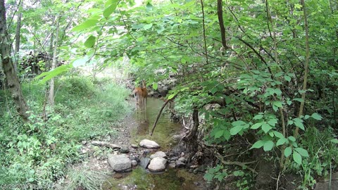 Recently Born Fawn