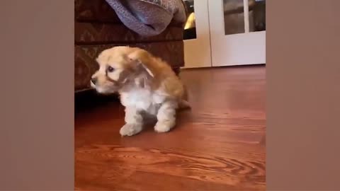 Cats and dogs best compilation#4. Funny and cute pets videos for you! Petsty