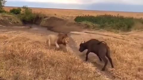 LION🦁VS Buffalo😱 _Who Will Win