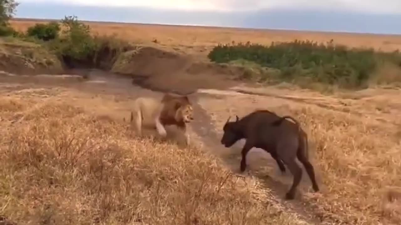 LION🦁VS Buffalo😱 _Who Will Win