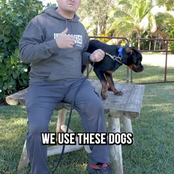 3 Reasons Rottweiler Are No Longer Police Dogs